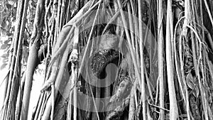 Big tree roots look scary, black and white, Banyan tree