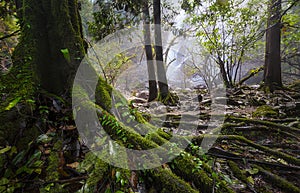 Big tree roots and mosses in the moist forest with waterfalls in the background,Khlong Lan waterfall,Kamphaeng Phet,Thailand