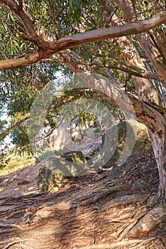 Big tree roots and rocks along a hiking trail on a sunny summer day. The woods with lush green leaves at a national