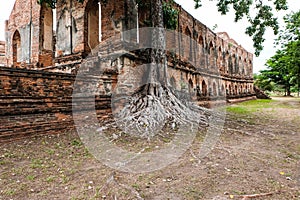 Big tree with roots several decades old and the old brick wall attracts visitor, Ayutthaya