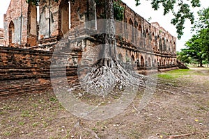 Big tree with roots several decades old and the old brick wall attracts visitor, Ayutthaya photo