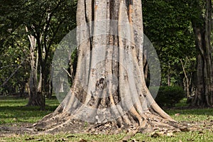 Big tree roots spreading out beautiful in the tropics. The concept of care and environmental protection.