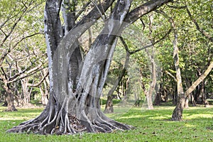 Big tree roots spreading out beautiful in the tropics. The concept of care and environmental protection.