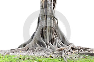 Big tree roots spreading out beautiful and trunk isolated on white background.