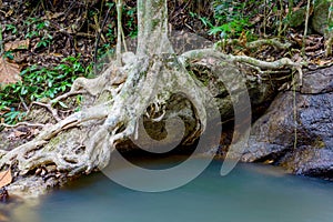 Big tree roots on stone above river in tropical rainforest