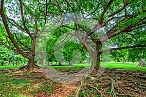 Big tree in Royal Gardens of Peradenia