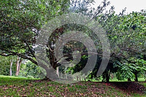 Big tree in Royal Gardens of Peradenia