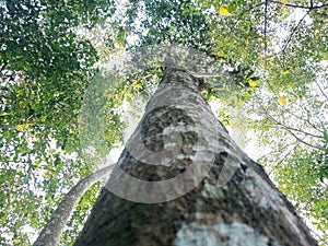 big tree in rubber hill forest