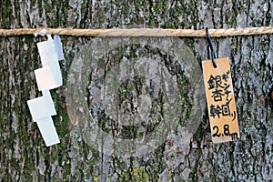 Big tree and shimenawa rope, Japanese Shinto