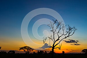 Big tree silhouette sunset