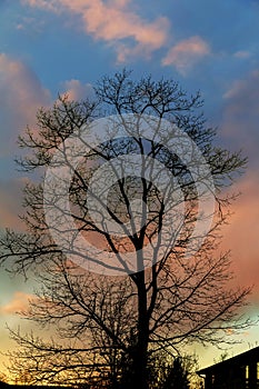 Big tree silhouette sunset sky background