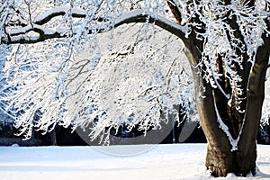 Big tree with snow