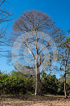 Big tree at Somphamit Waterfalls at Don Khone island in Laos