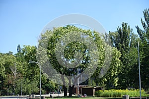 Big tree of Sophora japonica in the park