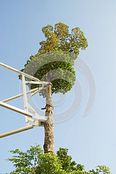 Big Tree with Steel Bracing Supporter on Blue Sky Background