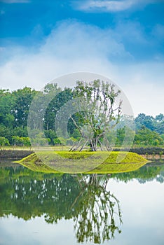 Big tree on still water pond with Water reflection