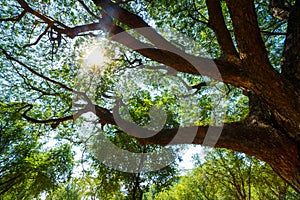 Big Tree at Sukhothai Historical Park in Thailand