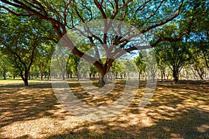 Big Tree at Sukhothai Historical Park in Thailand