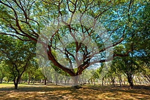 Big Tree at Sukhothai Historical Park in Thailand
