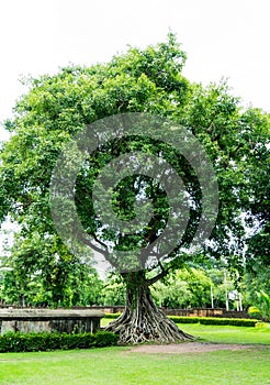 Big Tree in Sukhothai, Thailand