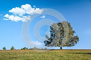 Big tree in summer time