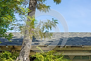 big tree sun shade on roof for green eco house saving energy cooling home uv protection