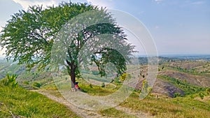 A big tree surounding by the hills photo