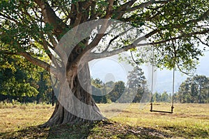 Big tree with swing