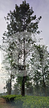 A big tree on tea fields