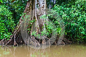 Big tree in Tortuguero National Park, Costa Ri