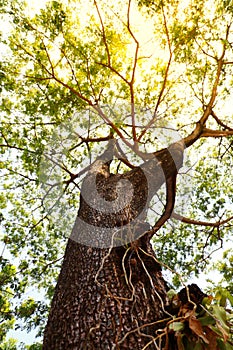 Big Tree trunk