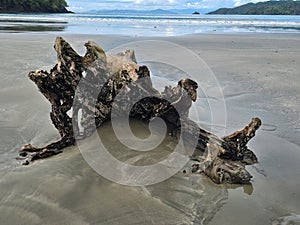 Big tree trunk on a lonely beach i photo