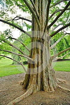 Big Tree Trunk ,and Long Branches at Brookeside Ga