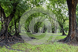 Big tree with trunk and roots spreading out beautiful on grass green in nature forest background with sunshine in the morning