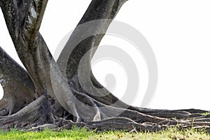Big tree with trunk and roots spreading out beautiful on grass green nature isolated on white background. with clipping path