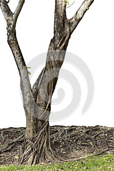 Big tree with trunk and roots spreading out beautiful on grass green nature isolated on white background. with clipping path