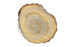 Big tree trunk slice cut from old wood isolated on white background. Textured surface with rings and cracks.