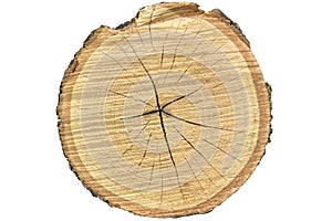 Big tree trunk slice cut from old wood isolated on white background. Textured surface with rings and cracks.