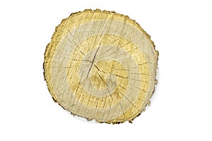 Big tree trunk slice cut from old wood isolated on white background. Textured surface with rings and cracks. Beautiful pattern