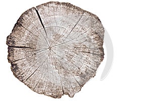 Big tree trunk slice cut from the woods isolated on white background. Wooden textured surface with rings and cracks. Beautiful
