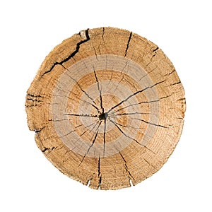 Big tree trunk slice cut from the woods. Textured surface with rings and cracks. Neutral brown background made of hardwood