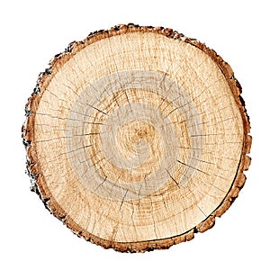 Big tree trunk slice cut from the woods. Textured surface with rings and cracks. Neutral brown background made of hardwood.