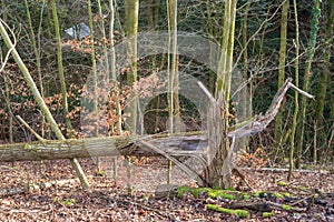 Tree trunk struck by lightning