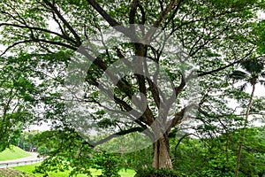 Big tree trunk and tree branch in outdoor garden