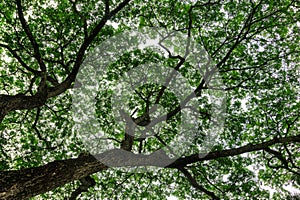 Big tree trunk and tree branch over head