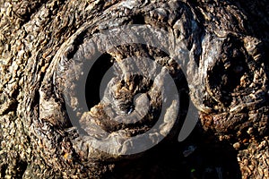 Big Tree Trunk with Twirl Formations