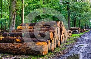 Big tree trunks accumulated in the liesbos forest of breda, The Netherlands