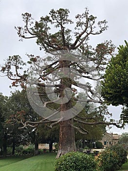 Big tree in Tuscany - Grande albero in Toscana