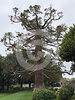 Big tree in Tuscany - Grande albero in Toscana photo