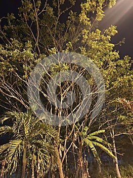 big tree under the light of the lamp